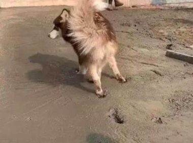 阿拉斯加犬跑到隔壁家刚铺的水泥道上,工人们看过,内心全是崩溃的
