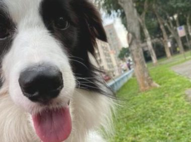 狗狗嘴馋将头卡在了桶里，还一脸无辜的表情