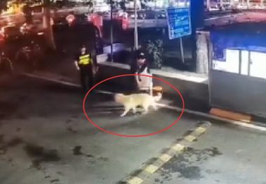 捡到一只金毛送给保安，没想到他将狗锁在车里导致中暑