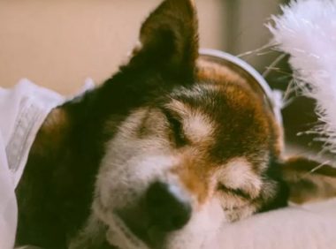 15岁重病柴犬最后的日子躲在家中角落里，主人暖人随同，一起睡木地板。