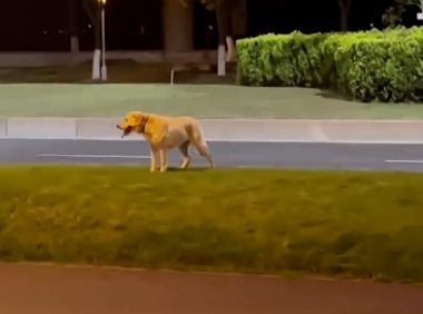 捡了个狗子，意外帮它找了份公务员工作，网友酸了：可以捡我吗？