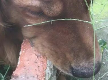 狗狗把砖块当骨骼,咬得嘣嘣脆,那牙都一起嘣了!