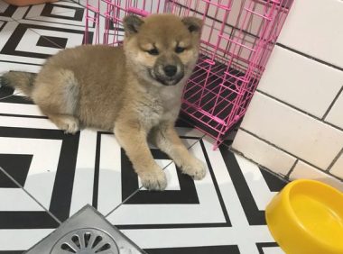 柴犬太黏人,网友用纸箱子就想遮挡它,狗:很小瞧我了吧!