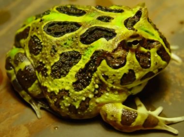 南美角蛙身份信息