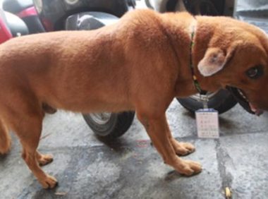 农村大黄狗一天没回家,好不容易找到狗狗后,网友却心碎了