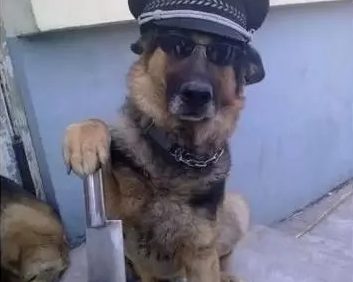 狗被保安赶出商场后丢失 网友达共识：保安无过