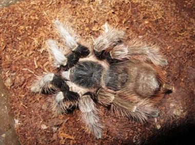 巴西红毛蜘蛛身份信息