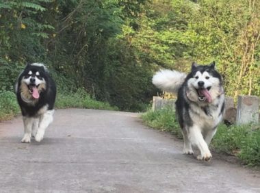 阿拉斯加犬进山玩儿，一天一夜没回家，主人家用三轮车将其拉回