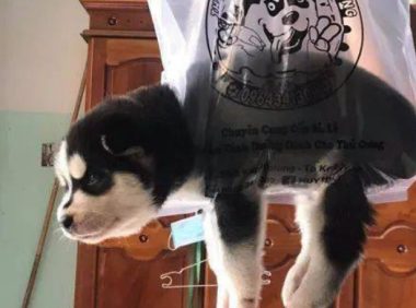 哈士奇咬坏掉牵引绳,主人想起独特遛狗方法,狗子:我有个动迁计