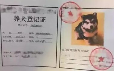 上海狗证怎么办理？
