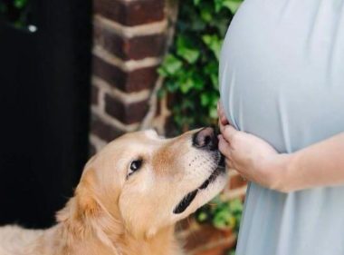 因为怀孕,婆婆要送走爱犬。为此天天吵架,真的不能养狗吗