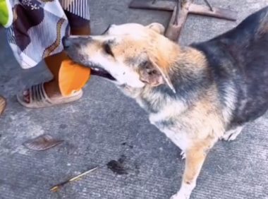 狗狗看有人拿钱买烧烤,于是便叼来树叶来换!