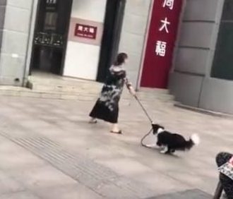 老婆要去购物小狗拼了命阻止:你丈夫嘱咐了不能让你胡乱花钱!