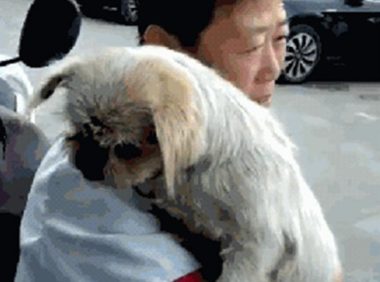 走失8年，狗狗和主人家再度相逢，几眼就认出来