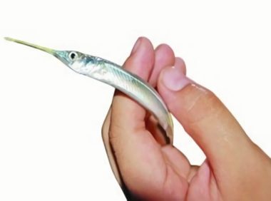 针嘴鱼身份信息