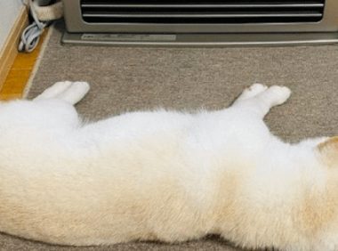 自从家里打开了取暖器，柴犬就在前面没动过，要烤得金黄再翻面？