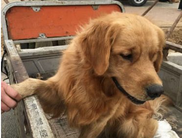 金毛太吵闹危害隔壁邻居,主人无可奈何将它送到农村,各自时却舍不得了