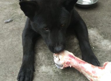 土狗的衣食住行条件真棒，常常啃大骨头吃，都快很腻了