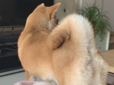 柴犬反映很灵敏，网友已经逗它玩，听见脚步声立刻提高警惕