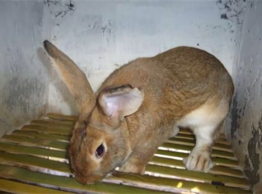 比利时兔身份信息