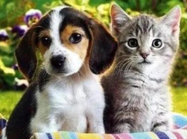 中通否认丢弃猫狗宠物盲盒 该如何堵上交易链的漏洞?