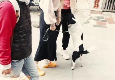 松狮串咬伤训犬师,女主人讲出真实原因:狗曾经被男主人用棍戳过