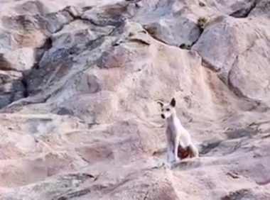山中的流浪狗,靠登山者施舍艰难度日,费力讨好却没人愿意带走它