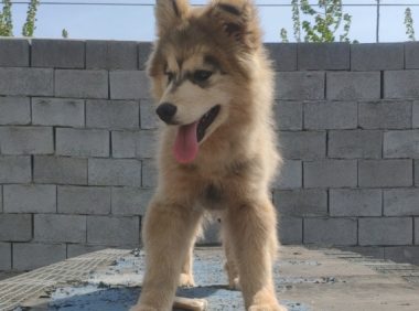 阿拉斯加犬见到主人给了块骨头,它回来看过一眼,立即踢飞了