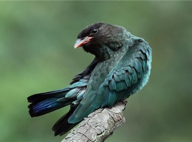 三宝鸟身份信息