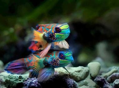 五彩青蛙身份信息