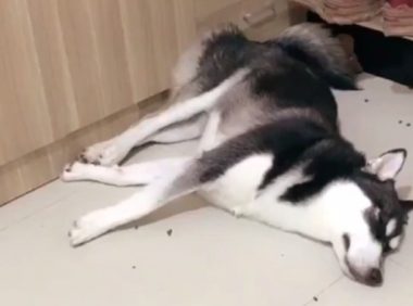 二哈数次文化教育死不悔改,猖狂到在家里干这件事情,急得主人想炖狗肉汤