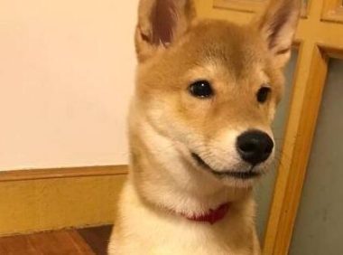 见到新买的狗窝，柴犬立即躺上去