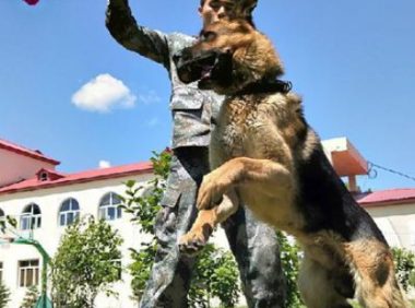 边防犬“黑贝”：从警犬到军犬，我用四肢丈量我守护的边境线