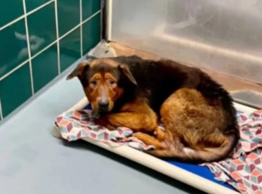 得知要被安乐死，绝望的狗狗彻底放弃了自己，幸运的是……