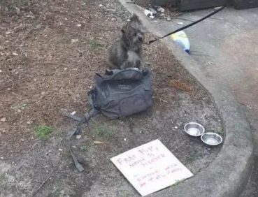 一只宠物犬出外讨饭,弄的和流浪犬一样,她是被遗弃了嘛