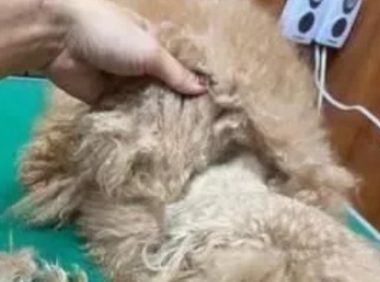 美容师每次接到这种狗狗都很心疼,穿可爱衣之前请这样做