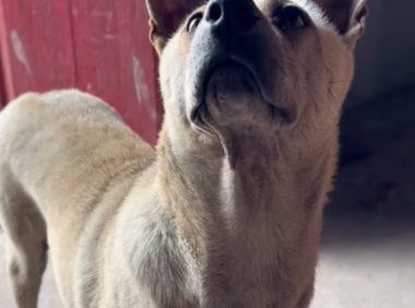 主人太久没回家,狗狗都认不出她了