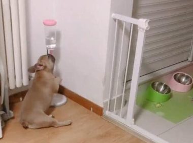 喝水都令人想笑的狗，喝水姿态就不一样，能喝到地板长蘑菇