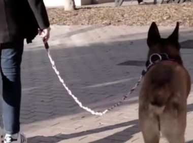 记者探访临沂部分小区 遛狗拴绳渐成养宠市民共识