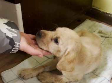 仅一个月大的拉布拉多，却因生病被抛弃在楼道里，狗狗：谁来帮帮我