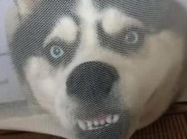 主人在床上吃东西，一回头看到哈士奇的狗头，主人笑到满床打滚