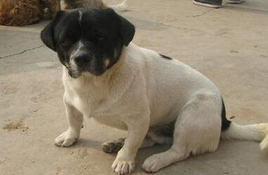 澳洲男子残忍对待狗狗 大难不死开始新生活