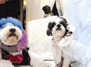 一场专属于贵宾犬和棉花面纱犬的婚礼