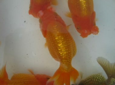 鹅头球身份信息