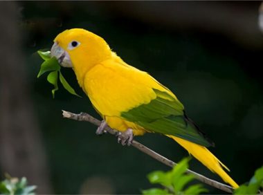 金黄锥尾鹦鹉身份信息