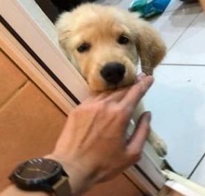 狗狗不能忍受和主人分离，即使是主人上厕所，它也要在门外哭泣