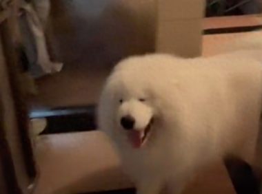 怕狗的朋友来家里做客,萨摩耶使劲往她身子上蹭