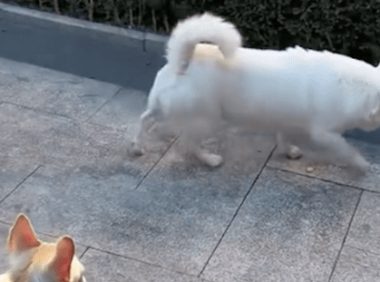 流浪狗知道最近在抓狗，平时就躲在绿化带中，警惕看着外面好心疼