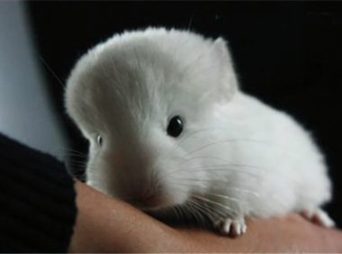 粉白龙猫身份信息