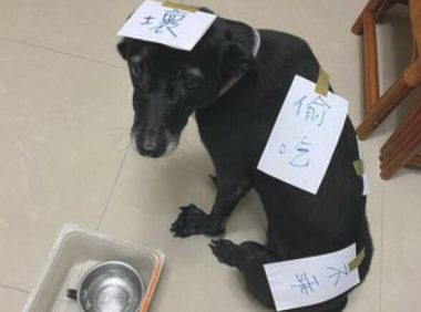 狗狗偷吃了猫罐头,主人在紙上写毛笔字随后贴在的身上